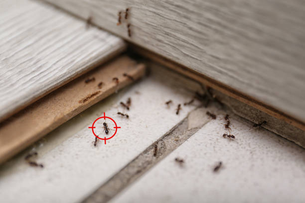 Best Pest Removal Services  in Round Lake Beach, IL