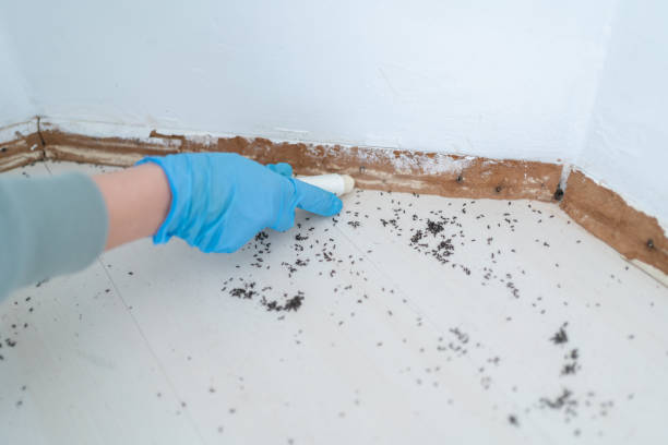 Best Flea Control Services  in Round Lake Beach, IL