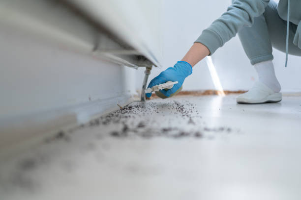 Reliable Round Lake Beach, IL Pest Control Solutions