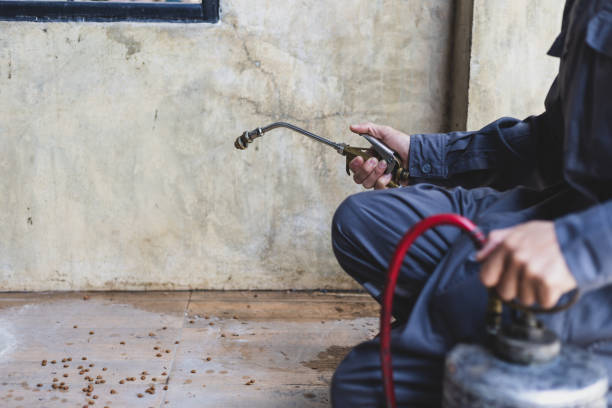 Best Rat Extermination Near Me  in Round Lake Beach, IL